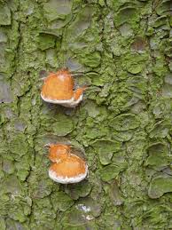 Attēlu rezultāti vaicājumam “Postia leucomallella”