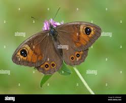 Attēlu rezultāti vaicājumam “Lasiommata maera underside”