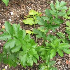 Image result for Pastinaca sativa