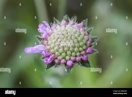 Attēlu rezultāti vaicājumam “Knautia arvensis bud”