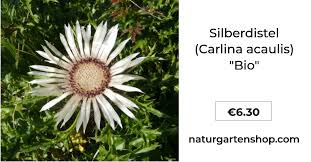 Image result for Silberdistel