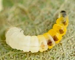 Attēlu rezultāti vaicājumam “Phyllonorycter apparella”