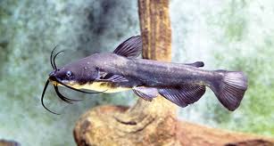 Image result for Ameiurus catus