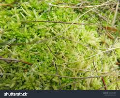 Attēlu rezultāti vaicājumam “Sphagnum molle”