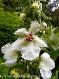 Attēlu rezultāti vaicājumam “Verbascum nigrum flower”