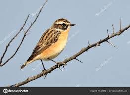 Attēlu rezultāti vaicājumam “Saxicola rubetra juvenile”