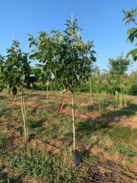 Attēlu rezultāti vaicājumam “Carya ovata”