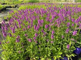 Attēlu rezultāti vaicājumam “Stachys”