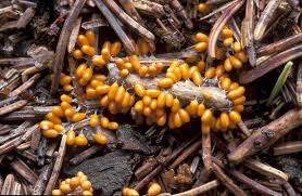 Attēlu rezultāti vaicājumam “Leocarpus fragilis”