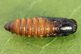 Attēlu rezultāti vaicājumam “Grapholita funebrana larva”