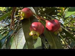 Attēlu rezultāti vaicājumam “Rosa majalis fruit”