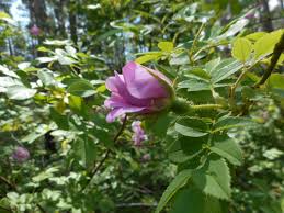 Attēlu rezultāti vaicājumam “Rosa glabrifolia”