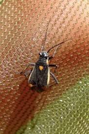 Attēlu rezultāti vaicājumam “Capsodes gothicus”