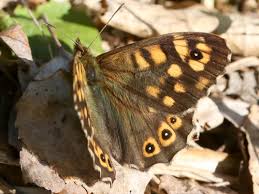 Attēlu rezultāti vaicājumam “Pararge aegeria upperside”