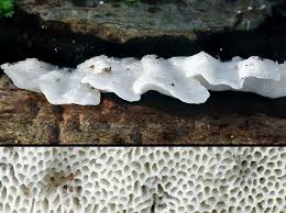 Attēlu rezultāti vaicājumam “Antrodiella semisupina”