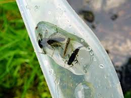 Attēlu rezultāti vaicājumam “Heptagenia sulphurea”