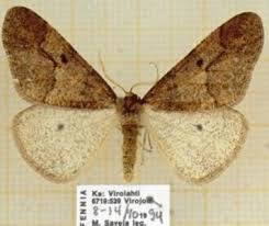 Attēlu rezultāti vaicājumam “Erannis defoliaria imago”