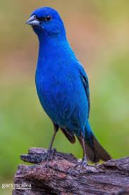 Image result for Passerina cyanea