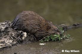 Attēlu rezultāti vaicājumam “Ondatra zibethicus”