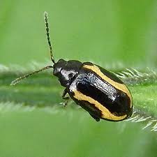 Attēlu rezultāti vaicājumam “Phyllotreta sp.”