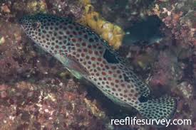 Image result for Epinephelus adscensionis