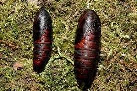 Attēlu rezultāti vaicājumam “Euthrix potatoria imago”