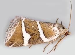 Attēlu rezultāti vaicājumam “Deltote bankiana”