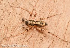 Attēlu rezultāti vaicājumam “Anyphaena accentuata”