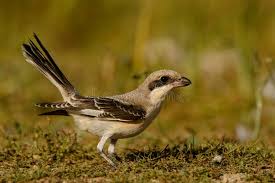 Image result for Lanius minor