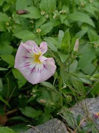 Image result for Convolvulus tricolor