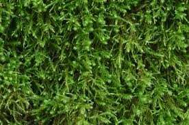 Attēlu rezultāti vaicājumam “Anomodon longifolius”