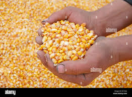 Image result for Mais