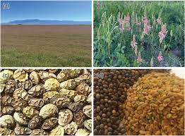 Attēlu rezultāti vaicājumam “Onobrychis arenaria fruit”