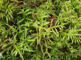 Attēlu rezultāti vaicājumam “Calliergon cordifolium”