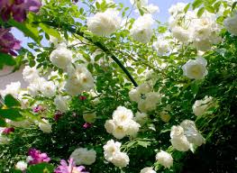 「アイスバーグ」の画像検索結果