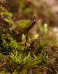 Attēlu rezultāti vaicājumam “Buxbaumia aphylla”