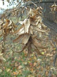 Attēlu rezultāti vaicājumam “Carpinus betulus fruit”