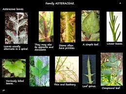 Attēlu rezultāti vaicājumam “Asteraceae”
