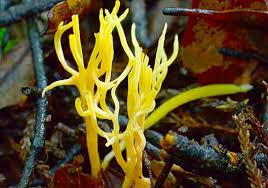 Attēlu rezultāti vaicājumam “Ramariopsis crocea”