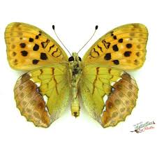 Attēlu rezultāti vaicājumam “Argynnis laodice female”