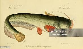 Image result for Silurus glanis