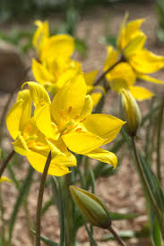 Attēlu rezultāti vaicājumam “Tulipa sylvestris”