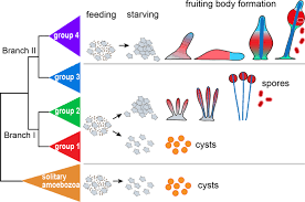 Attēlu rezultāti vaicājumam “Diachea dictyospora (syn. Craterium dictyosporum) spores”