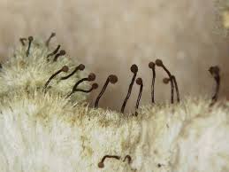 Attēlu rezultāti vaicājumam “Chaenotheca brachypoda”