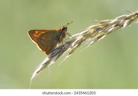 Attēlu rezultāti vaicājumam “Hesperia comma underside”