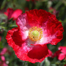 Attēlu rezultāti vaicājumam “Papaver rhoeas”