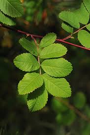 Attēlu rezultāti vaicājumam “Rosa subcanina leaf”