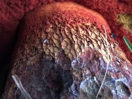 Attēlu rezultāti vaicājumam “Scardia boletella exuvia”