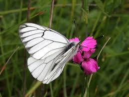 Attēlu rezultāti vaicājumam “Aporia crataegi larva”