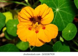 Attēlu rezultāti vaicājumam “Tropaeolaceae”